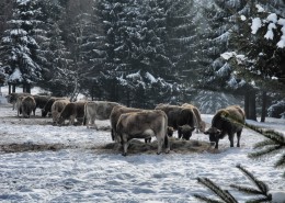 In Spechtsbrunn am Kuhwald