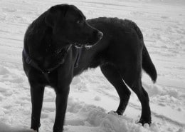 Schwarzer Labrador im Schnee