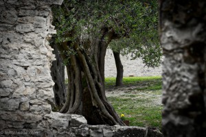 Olivenbaum in der Toskana