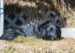 Labrador in der Sonne