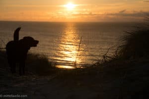 Labrador mag Sonnenuntergang