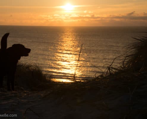 Labrador mag Sonnenuntergang